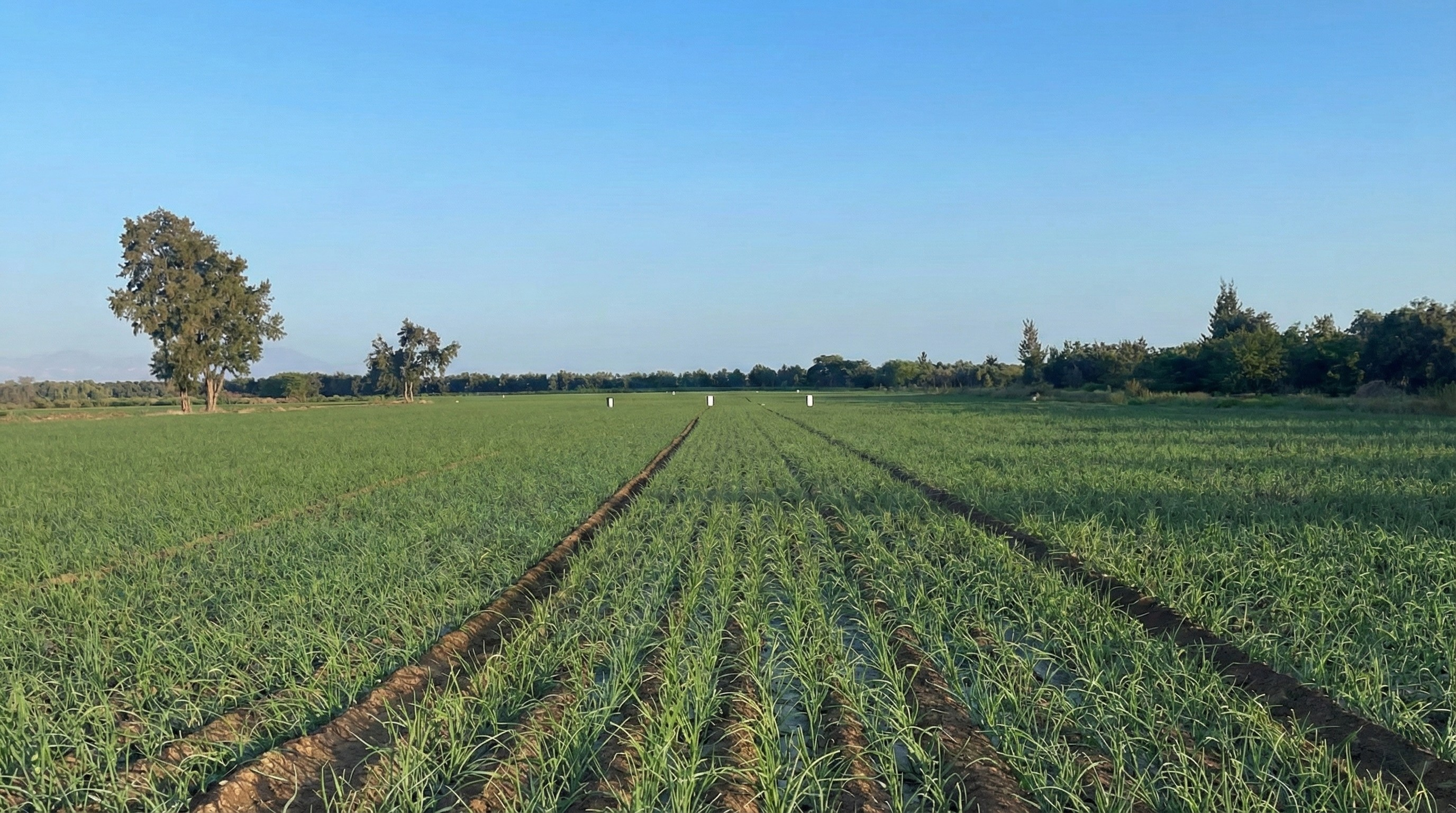 Campos de cultivo de cebolla